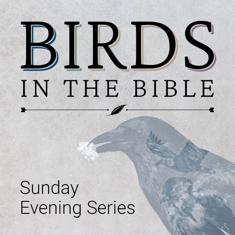 Birds in the Bible: Sunday Evening Sermon Series